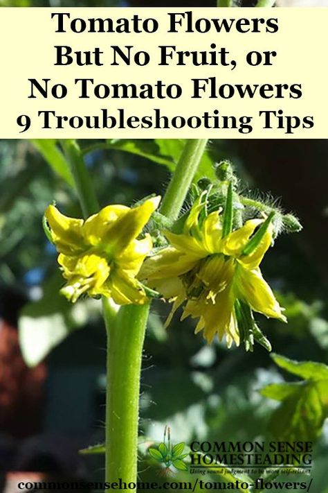 Tomato Flowers But No Fruit, or No Tomato Flowers – 9 Troubleshooting Tips | Common Sense Homesteading | Bloglovin’ Tomato Flower, Tomato Problems, Best Tasting Tomatoes, Growing Tomatoes From Seed, Tips For Growing Tomatoes, Growing Organic Tomatoes, Growing Tomato Plants, Tomato Farming, Varieties Of Tomatoes