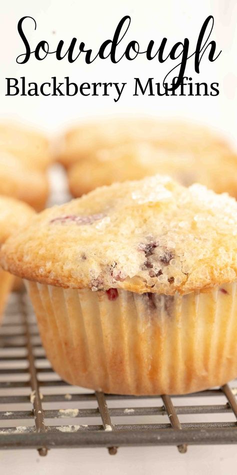 Get ready to fall in love with the unique flavor of these easy-to-make sourdough blackberry muffins. Sourdough Blackberry Scones, Sourdough Blackberry Muffins, Sourdough Discard Raspberry Muffins, Sourdough Berry Muffins, Sourdough Blackberry Cobbler, Blackberry Sourdough Recipes, Sourdough Blackberry, Mulberry Muffins, Berry Muffin Recipe