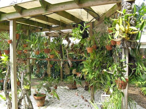 How To Plant Orchids, Orchids Outdoors, Mounting Orchids, Shelves Plant, Orchid Nursery, Orchid House, Shade House, Backyard Garden Layout, Growing Orchids