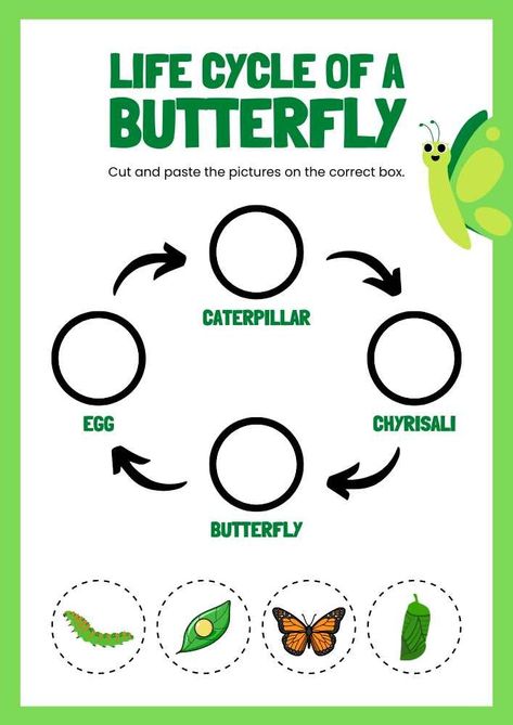 Life Cycles Kindergarten, Plant Life Cycle Worksheet, Life Cycles Preschool, Butterfly Life Cycle Craft, Life Cycle Of A Butterfly, Cycle Of A Butterfly, Life Cycle Craft, My Busy Books, Animal Activities For Kids