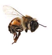 . Natural Botox, Bee Removal, Bee Venom, Bee Boxes, Bees And Wasps, Bee Tattoo, Bee Art, Homeopathic Remedies, Save The Bees