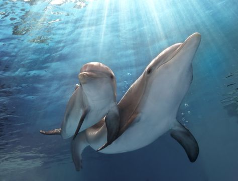 Winter Dolphin, Dolphin Tale 2, Animals Dolphins, Winter The Dolphin, Cute Dolphins, Dolphin Tale, Dolphin Photos, Clearwater Marine Aquarium, Dolphin Tail