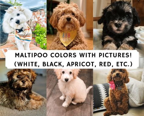 Maltipoo Colors, Apricot Maltipoo, Brown Maltipoo, White Maltipoo, Black Maltipoo, Red Maltipoo, Maltipoo Haircuts, Toy Maltipoo, Black Golden Retriever