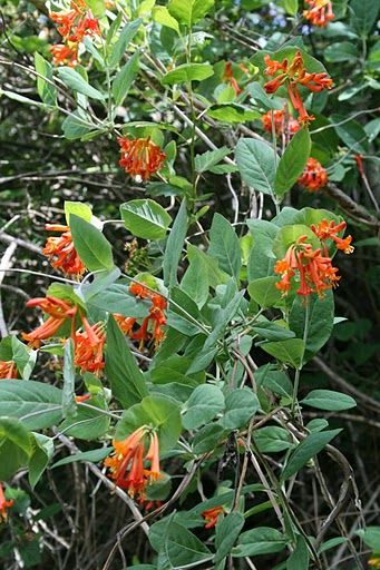 Cedar Mountain Perennials - Orange Honeysuckle:  Lonicera ciliosa Orange Honeysuckle, Amelanchier Alnifolia, Native Plant Landscape, Coast House, Plant Landscape, Prayer Garden, Native Gardens, Apple Farm, Bee Garden