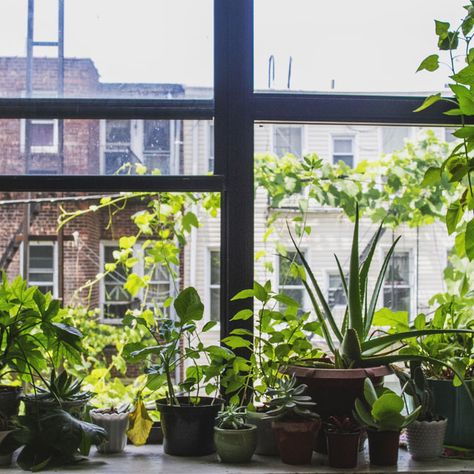 You don't need a backyard, a balcony, expensive equipment, or floor to ceiling windows to grow the things you desire. All you need is a little creativity and you'll be growing to your heart's content 🌻🌿🌷⁠  #smartgarden #indoorgarden #houseplants #edngarden #apartmentgarden Plants On Window Sill, Window Sill Decor, Windowsill Garden, Modern Farmer, Plant Window, Hydrangea Macrophylla, Room With Plants, Lush Garden, Succulents Garden