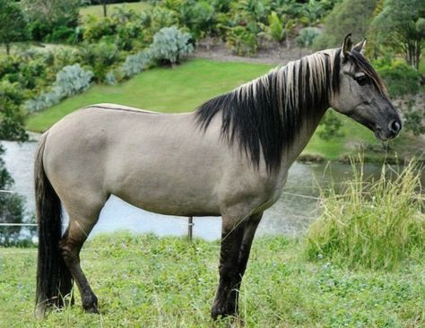 Spanish Mustang mare, Grey Feather. She's grulla with amazing primitive markings. Spanish Mustang, Brindle Horse, Kiger Mustang, Grulla Horse, Abigail Larson, Horse Reference, Horse Facts, Horse Pics, Horse Mane