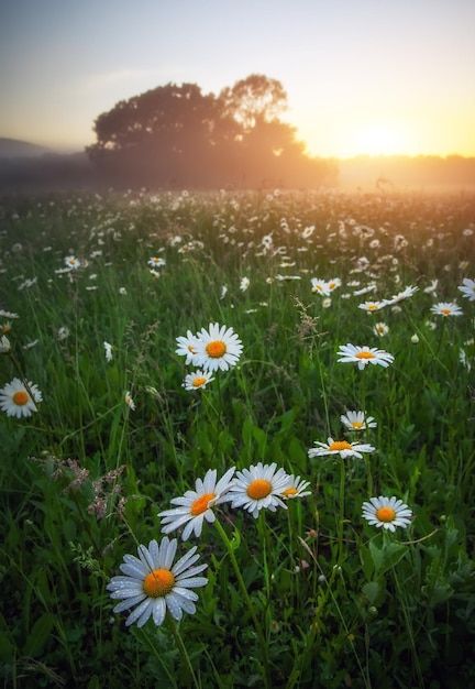 Majestic daisy field and beautiful summe... | Premium Photo #Freepik #photo #green-land #grassland #meadow #grass-field Shady Tree, Daisy Field, Beautiful Days, Grass Flower, Grassy Field, Grass Field, Pretty Landscapes, Days Like This, Meadow Flowers