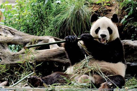 Food For Healthy Teeth, Article Layout, Panda Pictures, Panda Habitat, Panda Facts, Panda Background, Drawing Refrences, Cute Small Dogs, Giant Pandas