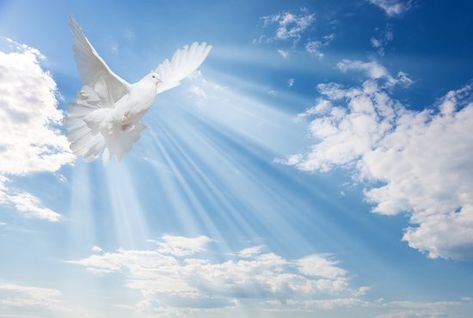 Clouds Wall Mural, Dove Flying, Fluffy Light, Cloud Photos, White Dove, Fabric Wall Art, White Doves, White Clouds, Light White