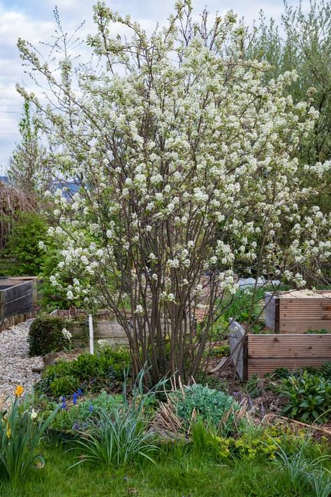 Service Berry Tree, Giant Arborvitae, Rain Gardens, Leyland Cypress, Privacy Trees, Dappled Willow, Edible Landscaping, Small White Flowers, How To Attract Birds