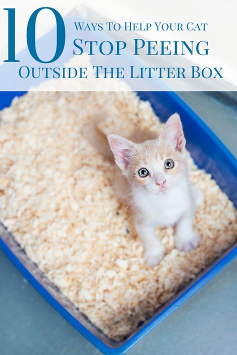 Cat Having Kittens, Natural Cat Litter, Cat Behavior Problems, Cat Toilet Training, Cat Urine, Indoor Pets, Cat Care Tips, Kitten Care, Natural Cat