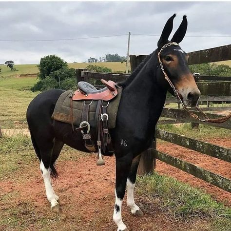 ❥︎ Mules Animal, Roping Dummy, Aqha Horses, Old West Town, Horse Equipment, All The Pretty Horses, Horse Saddles, Pretty Horses, Cow Boy