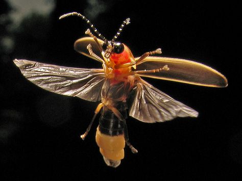 Firefly Anatomy, Firefly Photo, Firefly Images, Nature Brand, Lighting Bugs, Insect Illustration, Lightning Bugs, Lightning Bug, Glow Worm