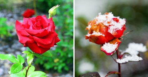 How to Overwinter Roses: A Gardener’s Guide - MelodyRepeat Rhubarb Plants, Pruning Roses, Rose Care, Overwintering, Types Of Roses, Winter Rose, Rose Trees, Growing Roses, Hybrid Tea Roses