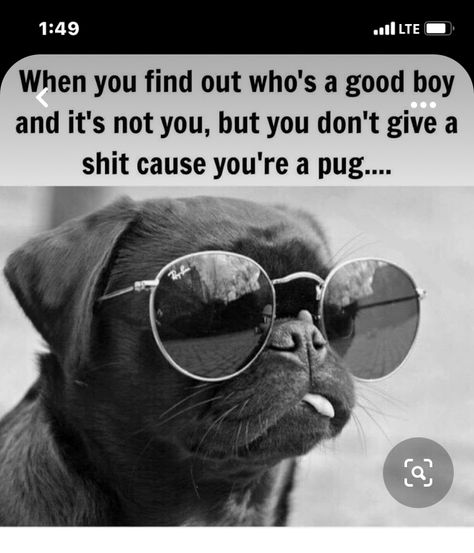 Pugs And Kisses, Black Pug, Pug Puppies, Wearing Sunglasses, Pug Lover, Cute Pugs, Pug Love, Pug Life, Basset Hound