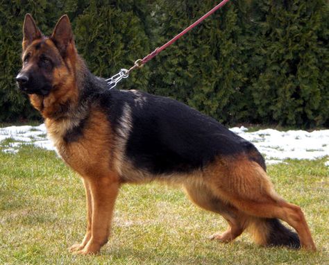 Red German Shepherd Red And Black German Shepherd, Gremen Sheperd, Red German Shepherd, German Sheperd Dogs, Athletic Dogs, German Shepherd Pictures, Training Ideas, Black German Shepherd, German Shepards