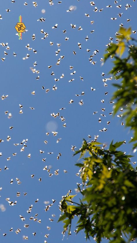 Bees Swarm, Honey Bee Swarm, Swarm Of Bees, Thunderstorm Clouds, Bee Ideas, Bee Swarm, Book Vibes, Honey Sticks, Growing Roses