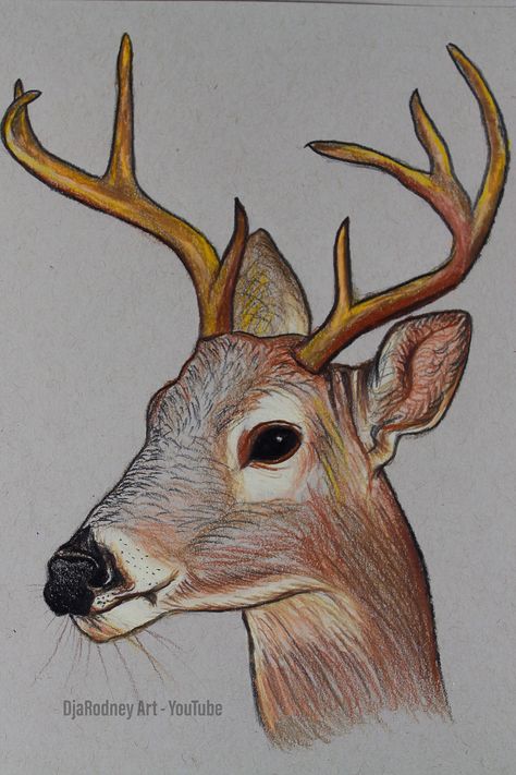 How to draw a deer - Click on the link- full video - drawing a deer with colored pencils— DjaRodney Art Deer Drawing Easy Step By Step, Deer Face Drawing, Deer Art Drawing, Drawing A Deer, Dear Drawing, Draw A Deer, Deer Eyes, Wildlife Drawing, Forest Kingdom