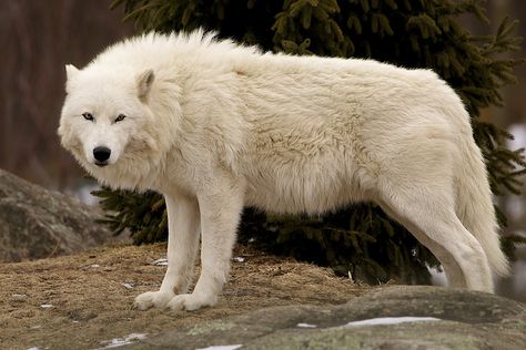 WINDblown ruff, that is. Wild Wolves, Wolf Poses, Arctic Wolf, Wolf Wallpaper, Wolf Love, Wild Wolf, Wolf Pictures, Beautiful Wolves, Wild Dogs