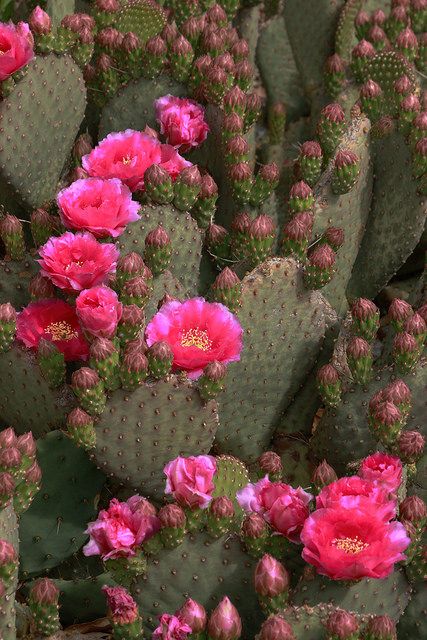 Beavertail Cactus, Cactus With Flowers, Cactus Paintings, Cactus Photography, Making Plant Pots, Blooming Cactus, Desert Flowers, Tutankhamun, Cactus Flowers