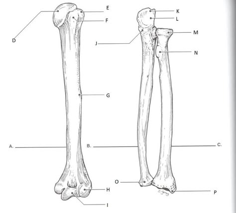 Radius And Ulna Anatomy, Ulna Anatomy, Skeletal System Anatomy, Radius And Ulna, Anatomy Education, Medical Terminology Study, Human Skeletal System, Human Skeleton Anatomy, Radiology Student