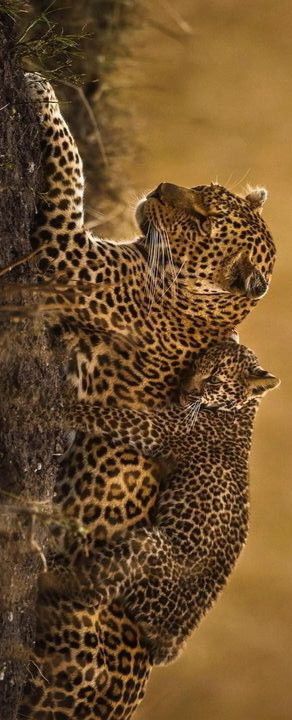 Big Cat Family, African Leopard, Small Wild Cats, Wildlife Paintings, Majestic Animals, African Animals, Leopards, Animal Photo, Beautiful Cats