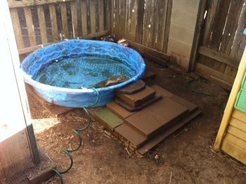 Ramp for Duck Pool? Duck Pond Ramp Ideas, Duck Pond Ramp, Duck Swimming Pool, Duck Ramp For Pool, Duck Pool Ideas, Duck Ramp, Duck Pool, Cement Pavers, Raising Ducks