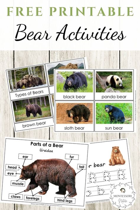 Parts of a Bear and Types of Bear printable cards that are perfect for a Montessori classroom.#preschool #Montessori #printable #free Bear Ideas For Preschool, Fat Bear Week Craft, Bear Lessons For Kindergarten, Bear Science Preschool, Bear Unit Kindergarten, Fat Bear Week, Preschool Letter A Activities, Ish Activities, Hibernation Preschool Theme