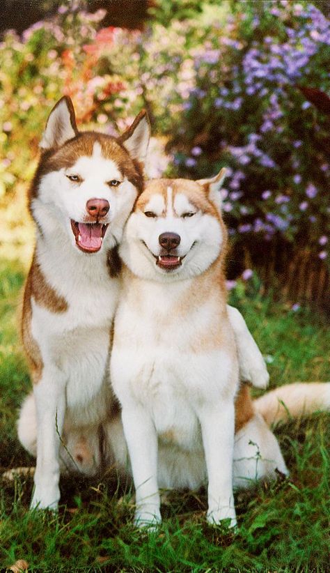 Caine Husky, Puppy Husky, Most Beautiful Dogs, Cute Husky, 강아지 그림, Husky Mix, Puppy Photos, Airedale Terrier, Types Of Dogs