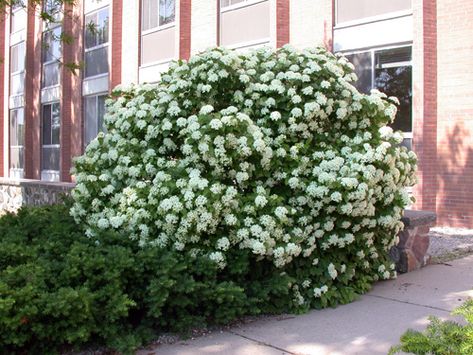 Arrowwood viburnum flowers Viburnum Dentatum, Arrowwood Viburnum, Michigan Flowers, Michigan Landscaping, Michigan Landscape, Planting Zones, September Fall, Blue Berries, Deer Resistant Plants