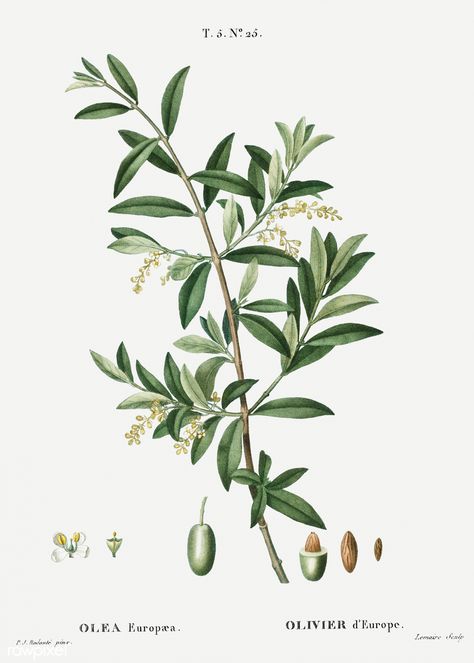 green-olive-olea-europaea-illustration-from-trait-des-arbres_40260691903_o #plants #botany #vintage #retro #paintings #drawings #books #trees Phoenix Dactylifera, Olive Plant, Olea Europaea, Image Paper, Plant Vector, Botanical Illustration Vintage, Free Printable Art, Botanical Artwork, Vintage Botanical Prints