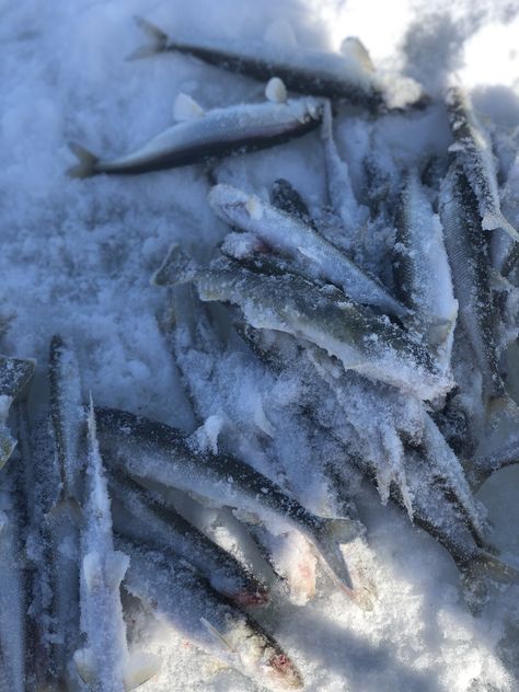 Arctic Ocean Aesthetic, Cold Ocean Aesthetic, Ice Fishing Aesthetic, Siberia Aesthetic, Nautical Horror, Arctic Aesthetic, Ocean Scrapbook, Song Of The Sea, Aquatic Ecosystem