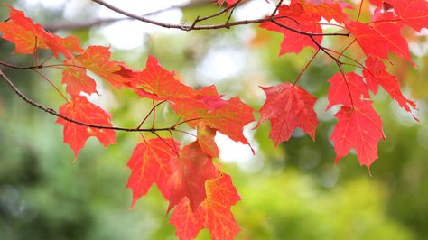 Fall leaf color starting to emerge | Duluth News Tribune Fall Foliage Pictures, Autumn Blaze Maple, Acer Rubrum, Red Maple Tree, Autumn Leaf Color, Flowering Cherry Tree, Waterwise Garden, Duluth Mn, Red Maple