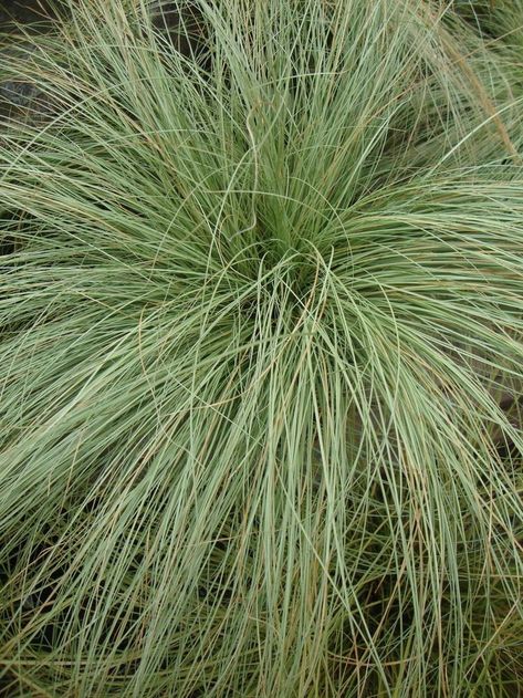 Driveway Island, Carex Comans, Island Plants, Mist Color, Colour Reference, Ornamental Grass, Reference Board, Wonderful Nature, Planting Plan