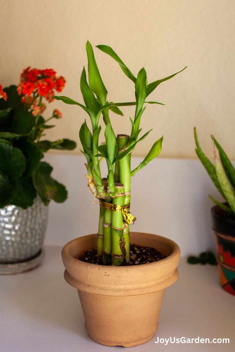 Lucky Bamboo, aka Dracaena sanderiana, is typically sold in water. Did you know that Lucky Bamboo grows in soil also? This is a step by step guide to repotting Lucky Bamboo outlining when to repot, pot size, soil for Lucky Bamboo, after care, & much more. Beautiful Lucky Bamboo plants will add to your plant decor! Bamboo Planter Ideas, Bamboo Plant Indoor, Lucky Bamboo Care, Dracaena Sanderiana, Ribbon Plant, Lucky Bamboo Plants, Bamboo In Pots, Bamboo Care, Bamboo Roots