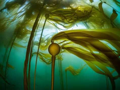 Bull Kelp, Marine Plants, Kelp Forest, Ocean Day, Atlas Obscura, Design Seeds, Oceans Of The World, Life Form, Red Sea