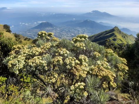 Mount Merbabu edelweiss flower stock photo 2023 Image, Edelweiss Flower, Flower Stock, Central Java, Flowers Blooming, Wallpaper Laptop, July 3, Flower Photos, Java