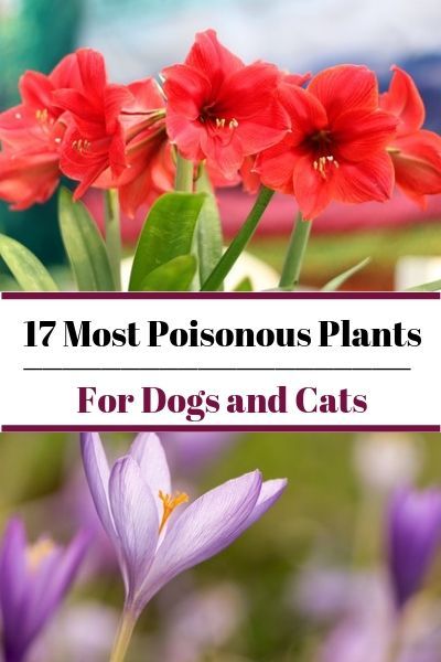 17 Most Poisonous Plants for Dogs and Cats Toxic Plants For Dogs, Plants That Are Toxic To Dogs, Plants Toxic To Cats And Dogs, Plants For Dogs, Plants Poisonous To Dogs, Plants Poisonous To Cats, Common Garden Plants, About Plants, Household Plants