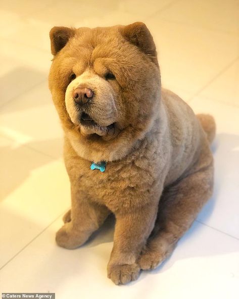 Dog that looks like a cuddly teddy bear and wins the internet with his big snout and fluffy cheeks  | Daily Mail Online Chow Dog Breed, Bear Dog Breed, Huge Teddy Bears, Big Fluffy Dogs, Cute Fluffy Puppies, Chow Chow Dog, Cute Fluffy Dogs, Chow Dog, Chow Chow Dogs