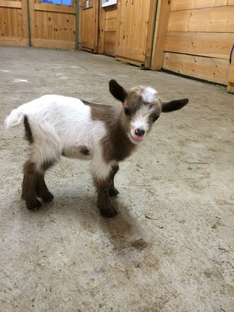 My newborn goat, little G - Imgur Goat Picture, Pygmy Goat, Baby Goat, Farm Lifestyle, Animal Images, Cute Goats, Pet Memes, Baby Goats, Special Interest