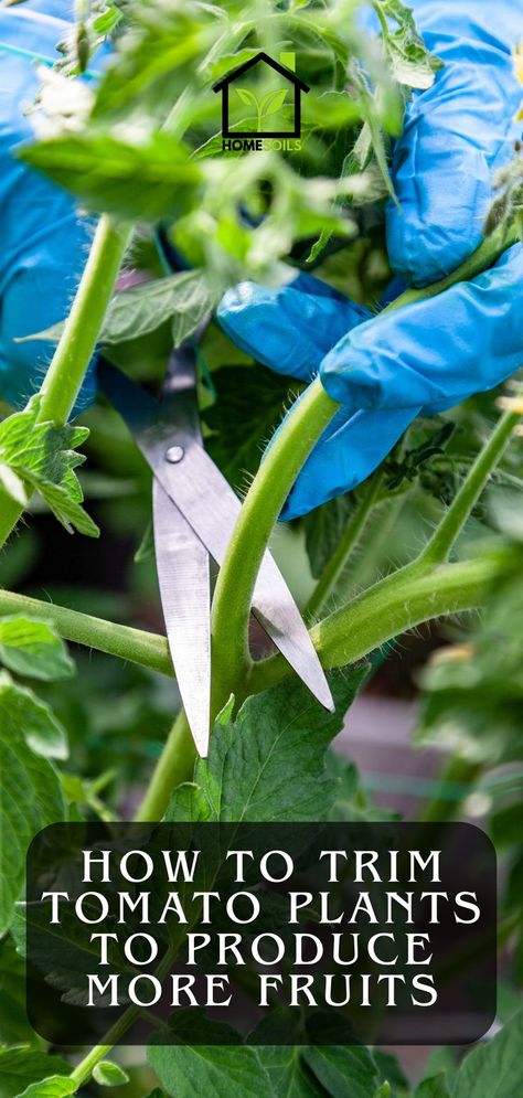 How to Trim Tomato Plants To Produce More Fruit Trimming Tomato Plants, Prune Tomato Plants, Pruning Tomato Plants, Tomato Pruning, Growing Tomato, Growing Vegetables In Pots, Growing Tomato Plants, Tomato Growing, Tomato Plant