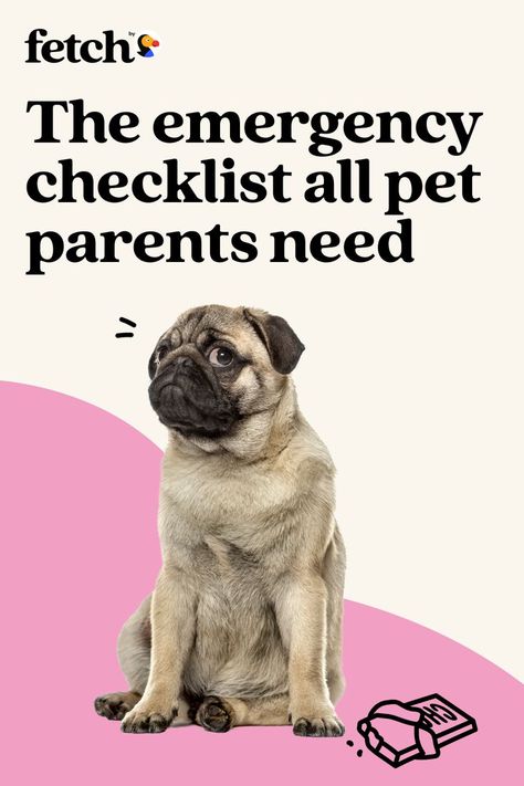 Life with pets is full of surprises. Having a pet emergency preparedness plan can ensure you’ll be ready when accidents happen. With these tips from our on-staff vet Dr. Aliya McCullough, you’ll be able to get your best friend help as soon as possible. Tap to learn more. Preparedness Plan, Emergency Preparedness Plan, Pet Branding, Insurance Ads, Holistic Pet Care, Pet Vet, Pet Clinic, Pet Wellness, Dog Info