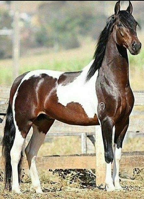 British Landscape, Rare Horses, American Paint Horse, Beautiful Horse Pictures, Pinto Horse, Beautiful Arabian Horses, Big Horses, Horse Wallpaper, Most Beautiful Horses