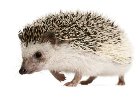 Four-toed Hedgehog, Atelerix albiventris. 2 years old, walking in front of white , #sponsored, #Atelerix, #albiventris, #toed, #Hedgehog, #years #ad Squirrel Clipart, Hedgehog Illustration, Hedgehog Pet, Guinea Pig Toys, Homemade Cat, Cute Hedgehog, Cute Animal Pictures, Forest Animals, Exotic Pets