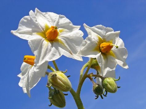 If you have ever grown potatoes before, you are familiar with planting seed potatoes. The term “seed potato” is a bit confusing when it is actually a tuber, not a seed. So do potatoes produce seeds and, if so, why isn’t this used instead? Find out here. Potato Flowers, Potato Flower, Planting Seed Potatoes, Seed Growing, Potato Gardening, Bird Barn, Flora Flowers, Growing Potatoes, School Garden