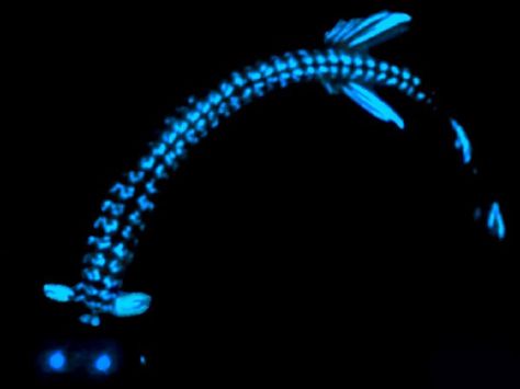 Bioluminescence: Light Is Much Better, Down Where It’s Wetter | Science | Smithsonian Deep Sea Life, Glowing In The Dark, Dragon Fish, Deep Sea Creatures, Dark Images, Water Life, Black Dragon, Ocean Creatures, Underwater World