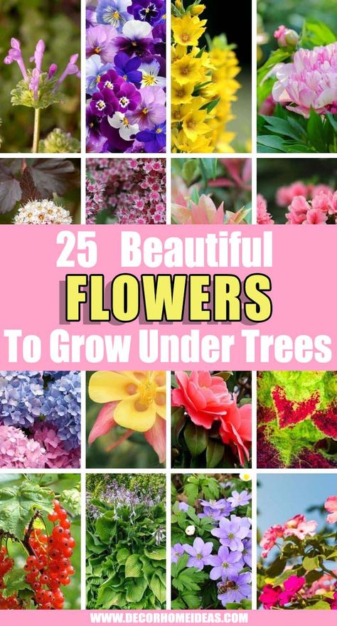 Regrow Vegetables From Scraps, Hummingbird Garden Ideas, Gardening Storage, Evening Primrose Flower, Landscaping Backyard Ideas, Tree Gardens, Regrow Vegetables, Front Yard Curb Appeal, Plants Under Trees