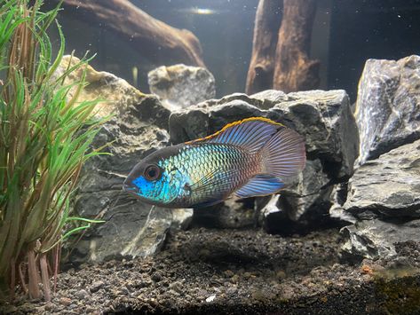 This is a picture of an Electric Blue Acara Cichlid Electric Blue Acara, Living Peacefully, American Cichlid, Outdoor Water Feature, 55 Gallon, Central American, Fish Pond, Water Feature, Tropical Fish