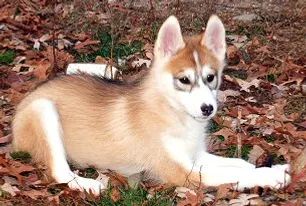 Siberian Husky Colors | Aruff Siberians Sable Husky, Red And White Husky, Siberian Husky Colors, White Husky Puppy, Husky Colors, White Husky, My Husky, Husky Puppy, Baby Puppies