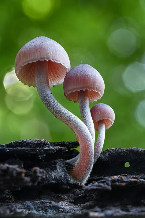 Pacific Northwest Mushrooms, Photos Of Mushrooms, Mushroom Reference Photo, Wild Mushrooms Photography, Mushrooms Photos, Mushroom Project, Mushroom Reference, Object Study, Fungi Photography